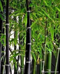 竹子有多少品种,竹子品种概览