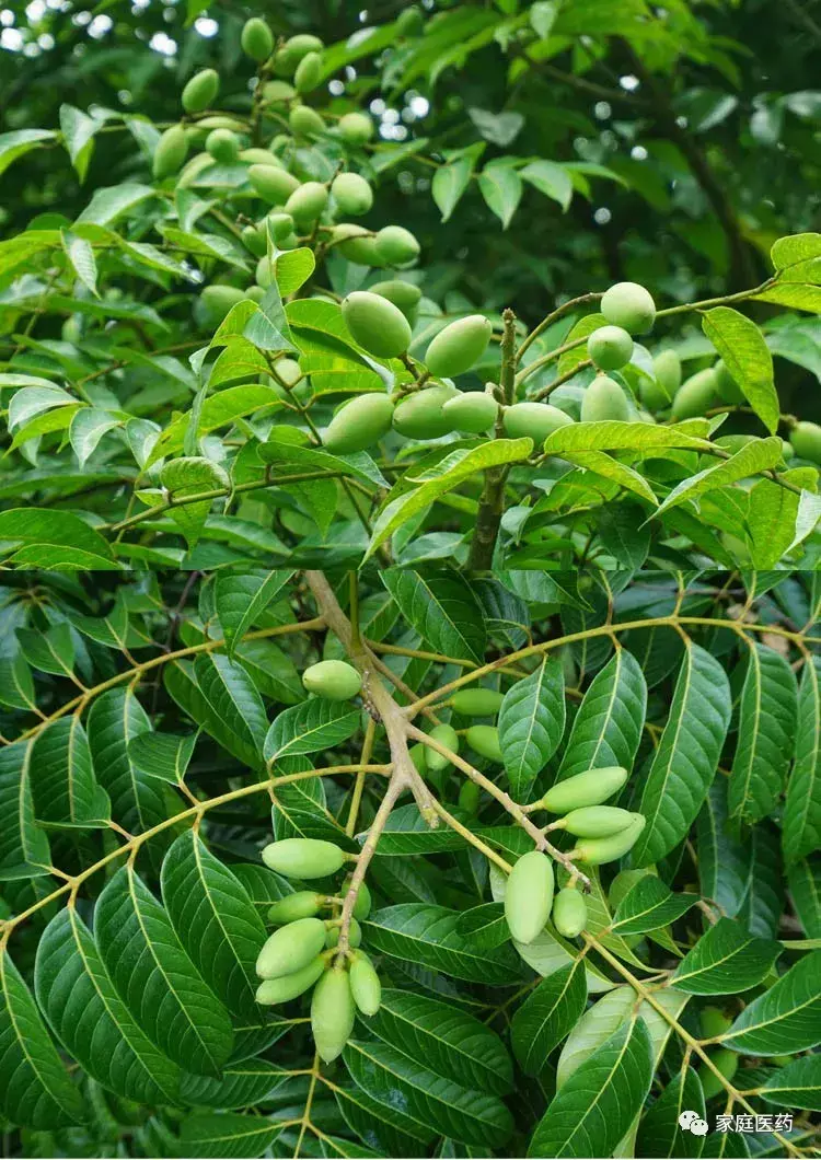 清火降火的蔬菜排名(5种蔬果“清热降火”)