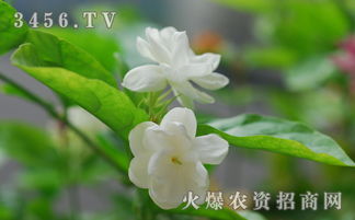茉莉花的白绢病如何治