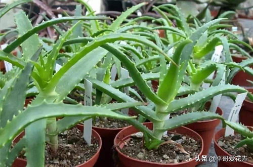 芦荟如何快速种植,轻松掌握高效繁殖技巧