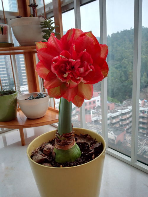 冬天盆栽种什么花