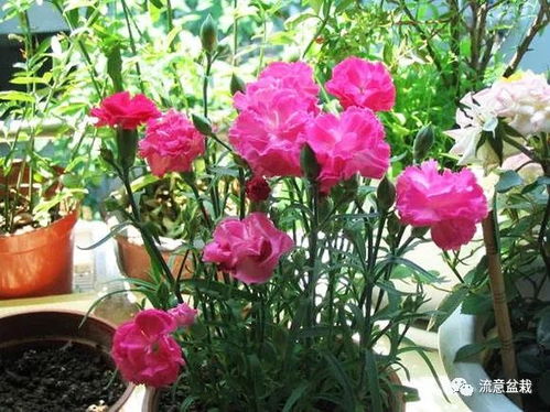 东北康乃馨俗称什么植物,东北康乃馨俗称银莲花