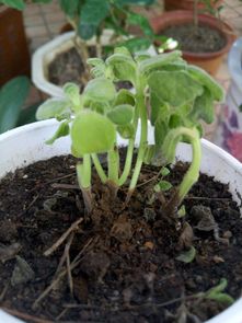 种的花碰碰香为什么老黄,揭秘其为何常现黄叶现象