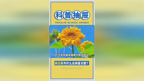 向日葵为什么晚上看不了,揭秘夜晚无法观赏向日葵的奥秘