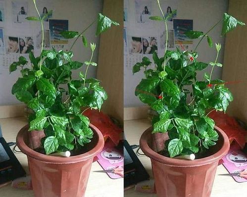 钱串子花为什么长的细高,探究钱串子花细高形态的奥秘