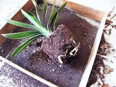 如何制作养殖土,打造高效养殖环境的关键步骤