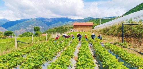 盛园种植基地在鄠中啊电话
