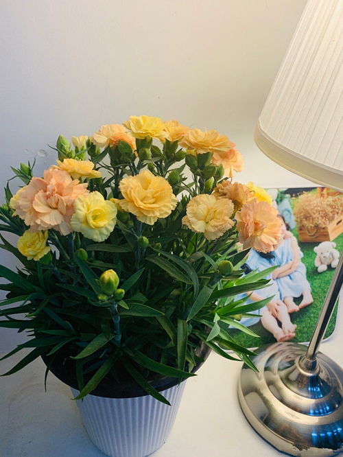 康乃馨花怎么养是好看,绽放美丽，传递深情