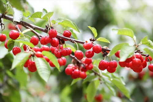 樱桃树枝顶芽不出新芽怎么办?,樱桃树枝顶芽不萌发原因及解决策略