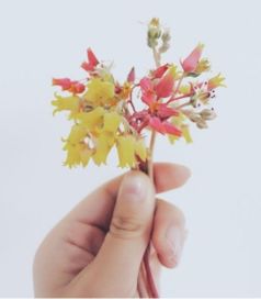 初恋开花怎么办,青春记忆中的甜蜜篇章
