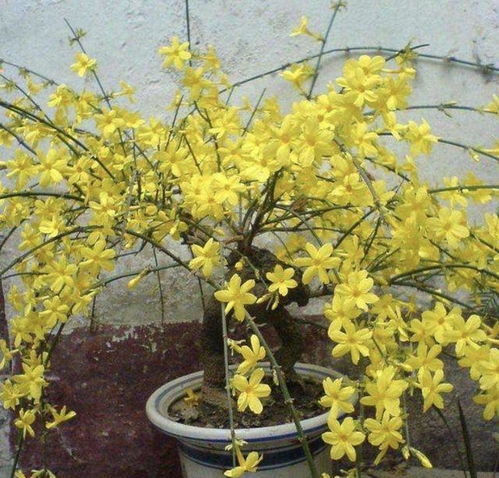 迎春花怎么养,春日养生佳品,自然疗愈之道