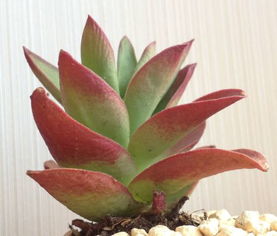 多肉火祭怎么弯了,多肉火祭弯曲养护攻略