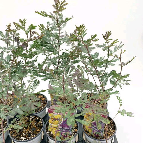 金合欢移植如何修剪,金合欢移植后的修剪技巧与养护指南