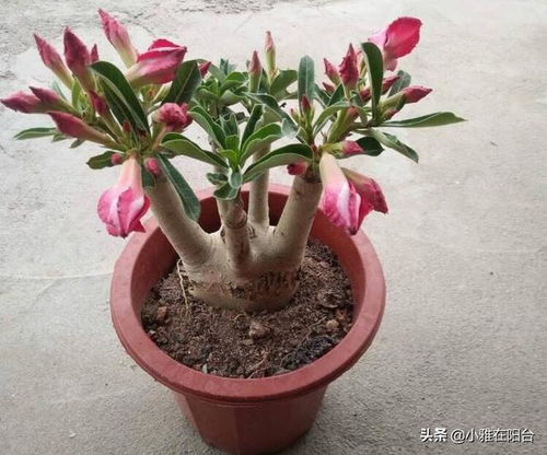 冬天如何养殖沙漠玫瑰