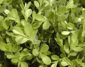豆瓣是什么植物,绿意盎然的室内观赏植物