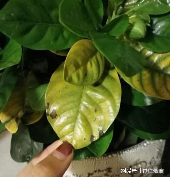 养的花为什么叶子黄了,揭秘植物叶子发黄的多重原因与应对策略