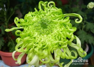 菊花代表的是什么寓意,探寻菊花背后的文化寓意