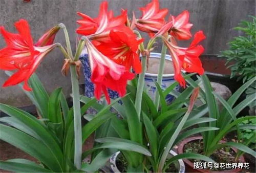 朱顶红什么时候开花,揭秘其独特的开花周期