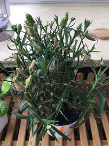 康乃馨不开花怎么办,康乃馨不开花？揭秘养护秘诀助其绽放