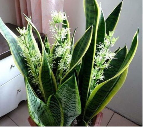 在什么季节分虎皮兰,虎皮兰绽放新绿