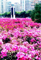 四季常青的有哪些花,四季常青花卉的绚烂画卷