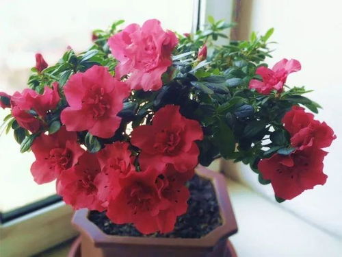 冬天什么花开放最常见,盘点冬季最常见的花朵