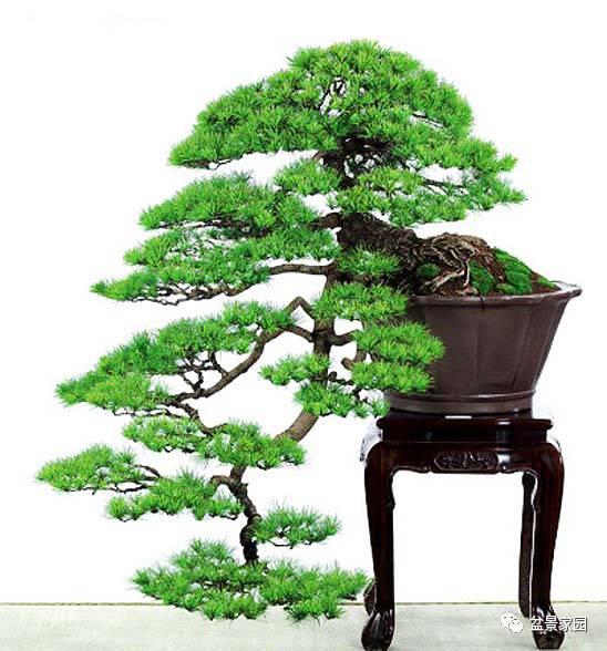 黑松盆景怎么制作