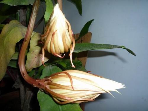 昙花没开花时像什么,隐匿之美,静待绽放