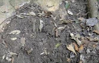盆栽土很硬如何松土,轻松松土技巧大揭秘
