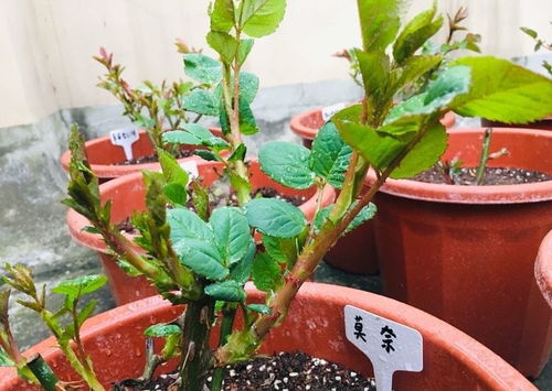 水苔培育月季怎么养,水苔的神奇魅力