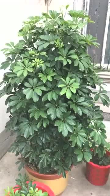 发财树适合什么土质,发财树生长的黄金土壤秘籍