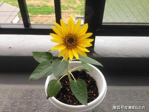 向日葵 怎么种,阳光之花绽放的秘密