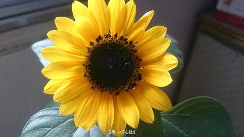 太阳花怎么种,从播种到养护的实用指南