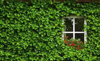 爬山虎冬天怎么种植,如何成功培育爬山虎