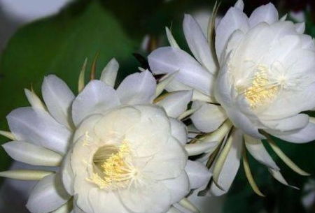 昙花没开花时像什么,隐匿之美,静待绽放
