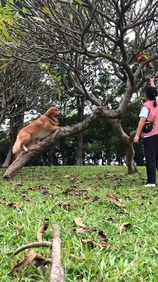 小发才树怎么养,打造家居绿意盎然