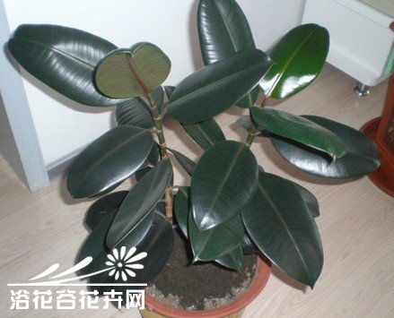 橡皮树怎么扦插,轻松实现一株变多株”