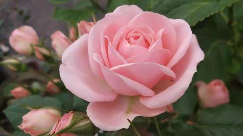 月季花花我爱莎切花怎么养