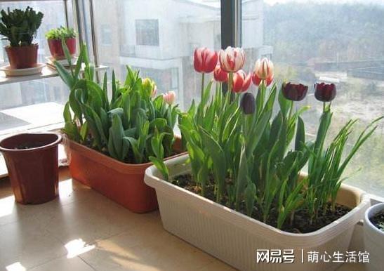 家庭适合养多少种花,适宜养护的花卉种类及数量