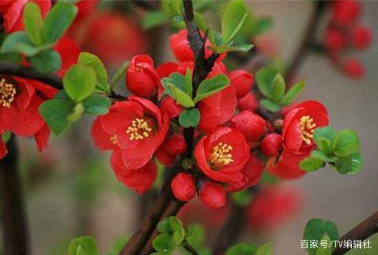 海棠花什么时候开花,海棠花开时节