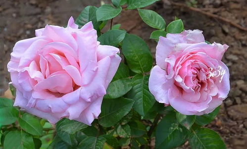 干月季花是什么,探寻干月季花的独特魅力与养护之道