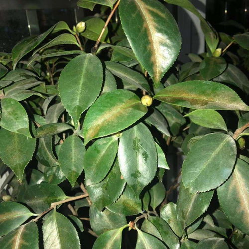 茶花叶子缺水怎么判断,如何准确判断与应对