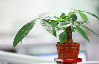 发财树怎么施氮肥,助力植物茁壮成长