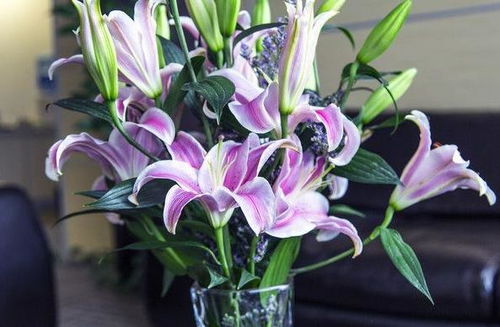 百合花怎么种植,从选种到养护的实用指南