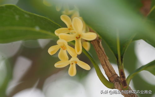 桂花树秋冬怎么养护,温暖过冬,绽放春华