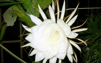 昙花要开花了怎么护理