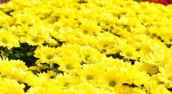 菊花代表的是什么寓意,探寻菊花背后的文化寓意