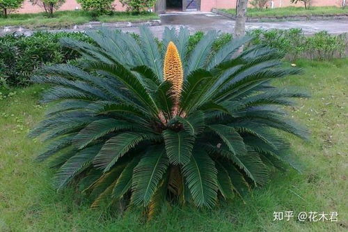 苏铁属于什么植物,穿越时空的“活化石”——揭秘其植物分类与独特特征