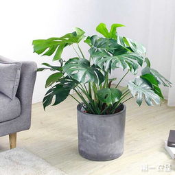 盆栽植物什么好养活,好养活的选择指南