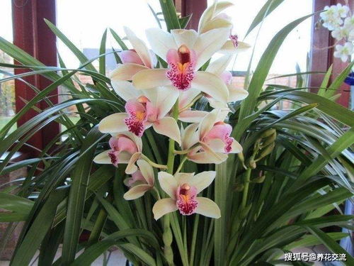 大花蕙兰夏天怎么养,大花蕙兰的夏季养护秘诀